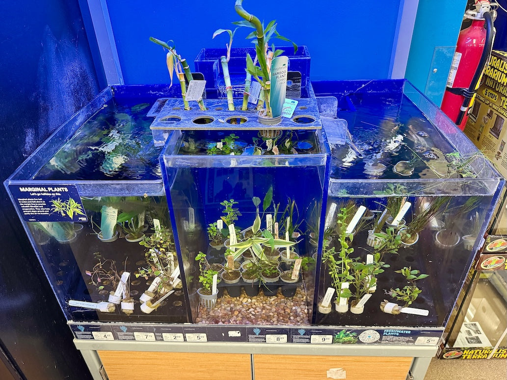 Live Aquatic Plants For Sale