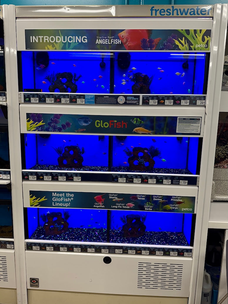 GloFish Display Tank At Petco
