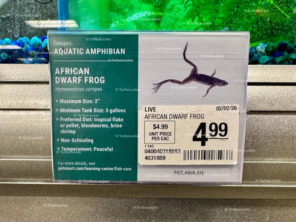 African Dwarf Frog