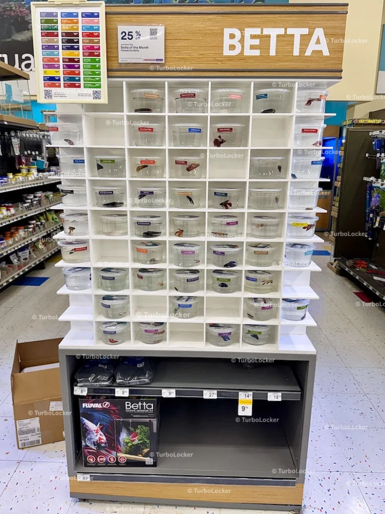 Betta Fish Display