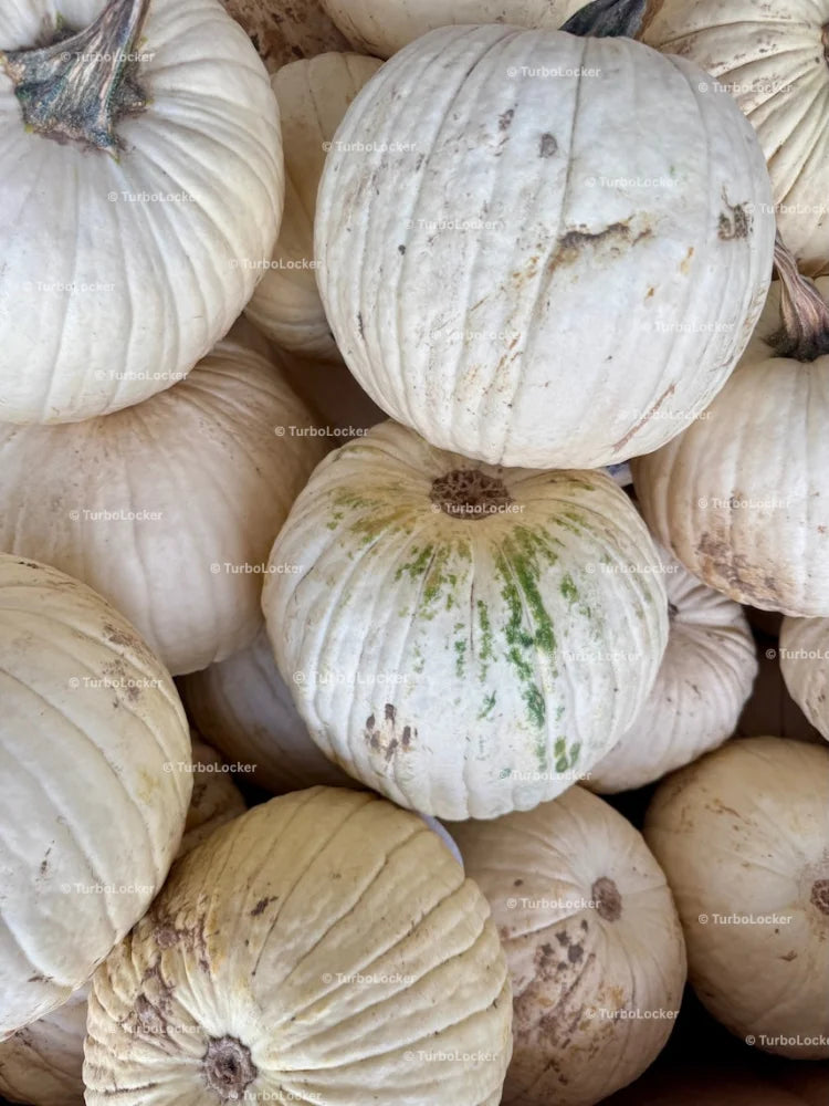Casper White Pumpkin Or Lumina Pumpkins