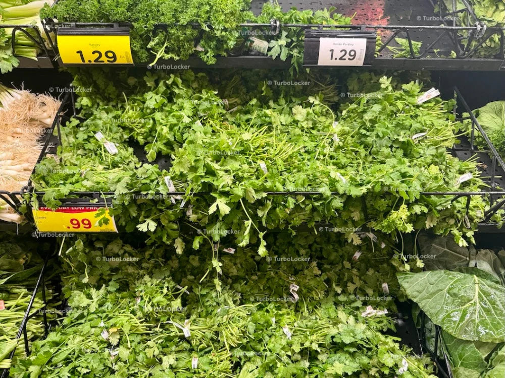 Cilantro