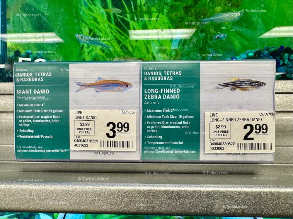 Danio Fish