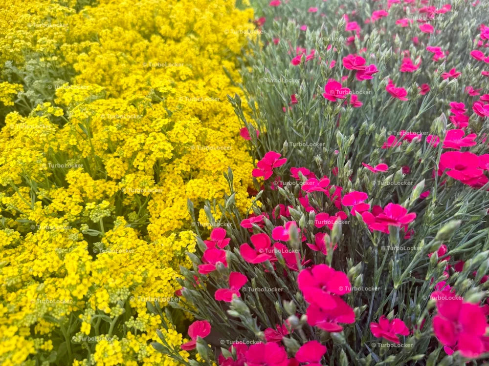 Dianthus And Basket Of Gold Alyssum Plants Flowering