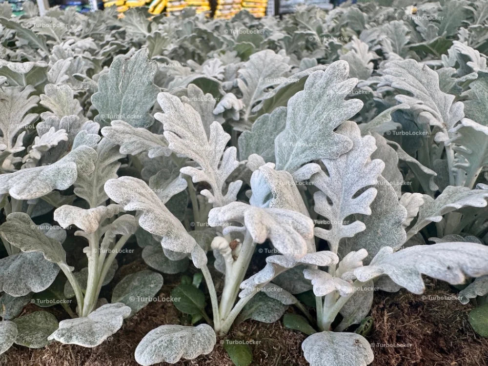 Dusty Miller Plants