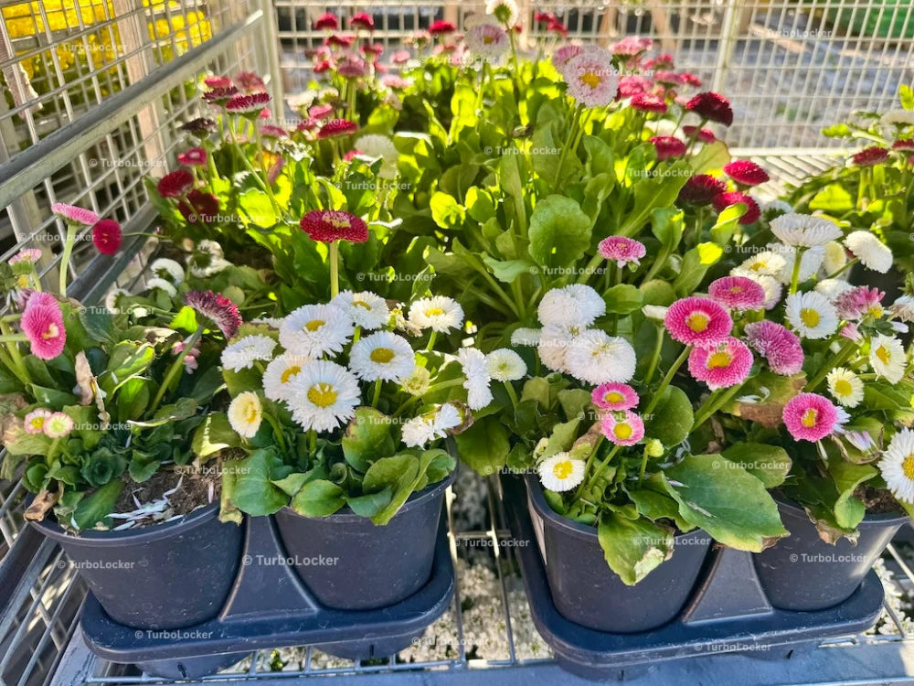 English Daisies In Trays