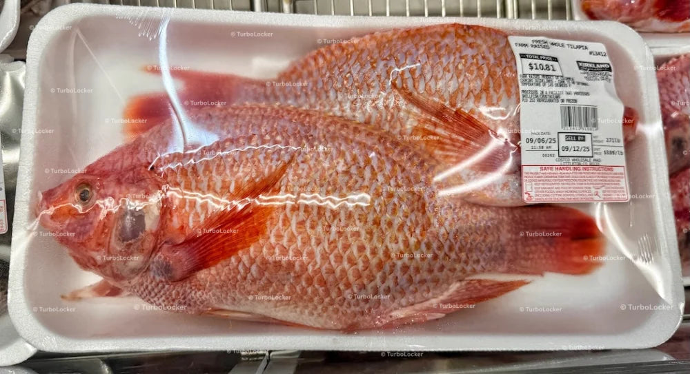 Fresh Whole Tilapia Farm Raised Tray