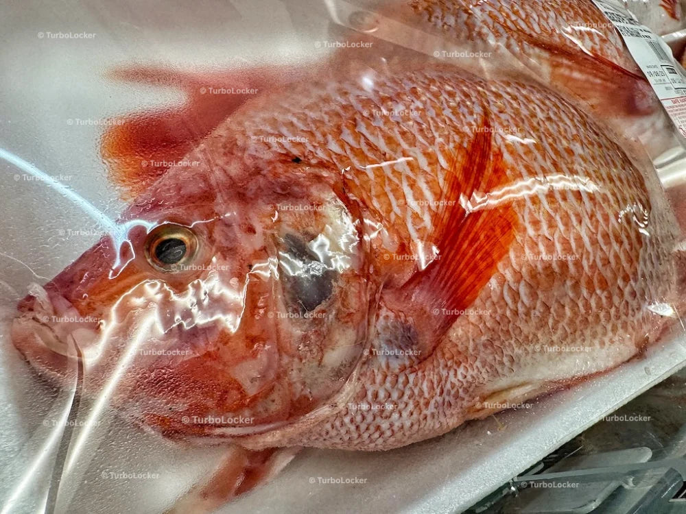 Fresh Whole Tilapia Farm Raised Tray