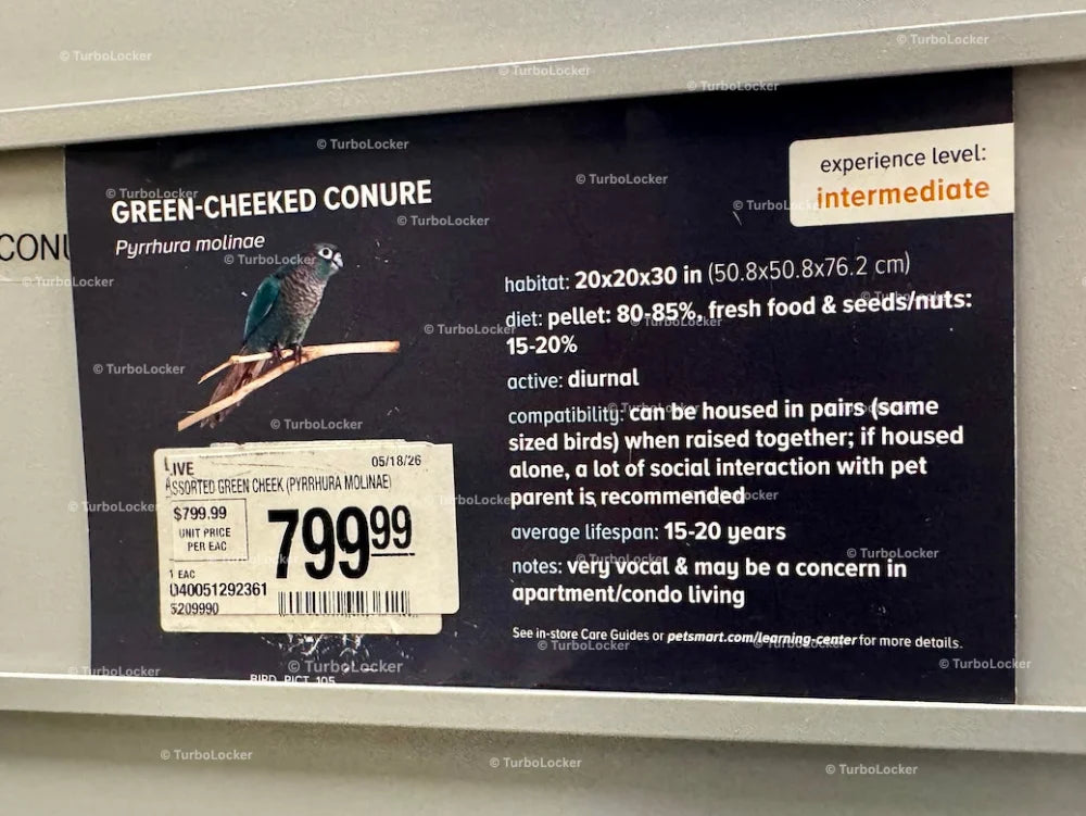 Green-Cheeked Conure For Sale