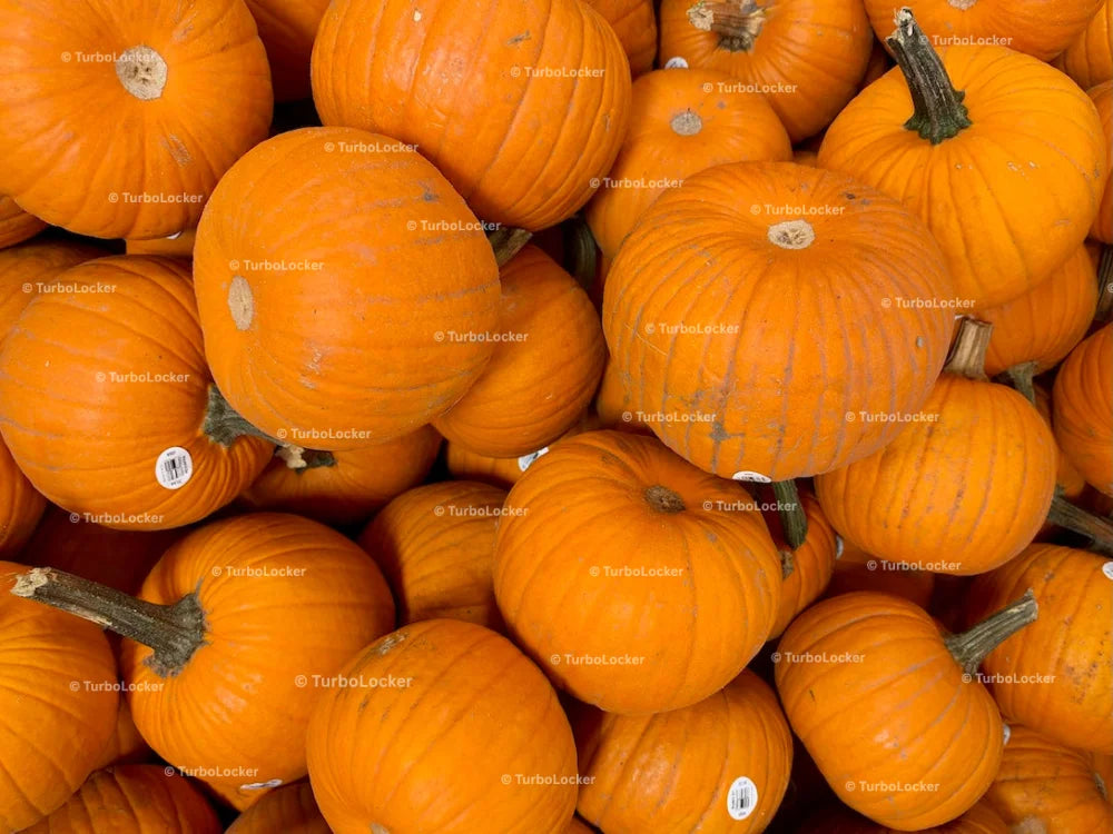 Jack-O’-Lantern Pumpkins