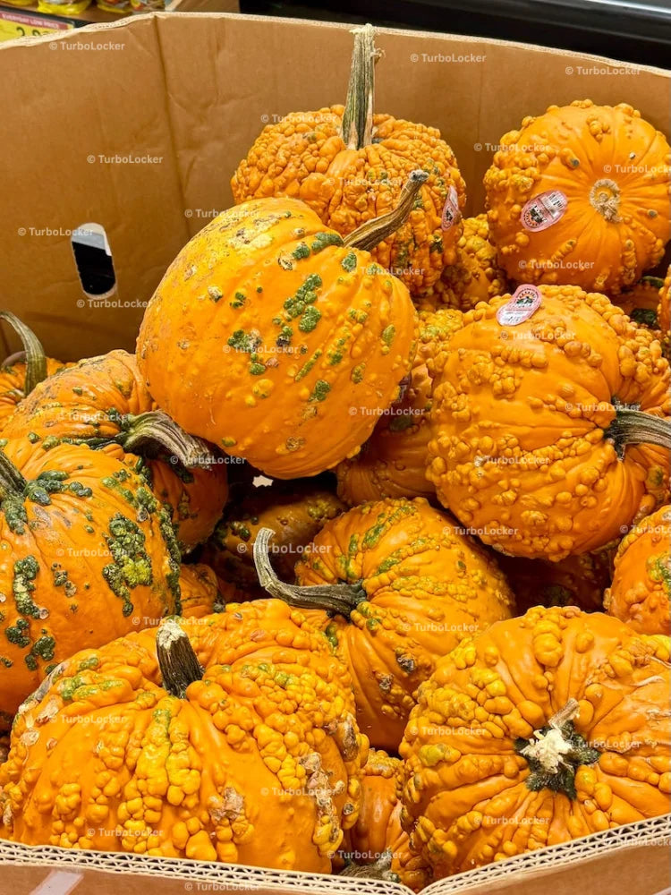 Knucklehead Pumpkins In A Pallet