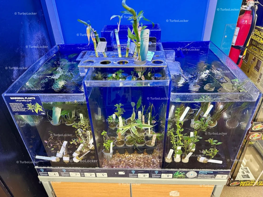 Live Aquatic Plants For Sale