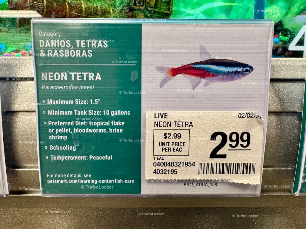 Neon Tetra