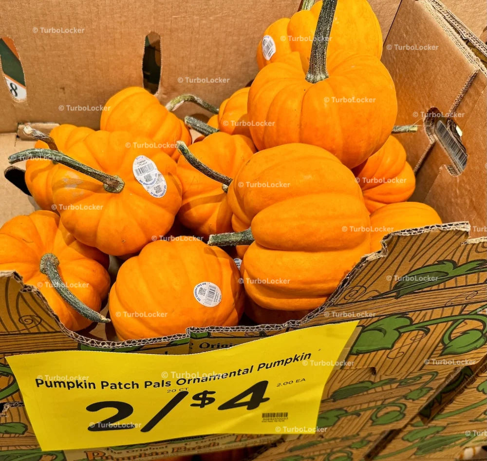 Ornamental Pumpkins In A Box