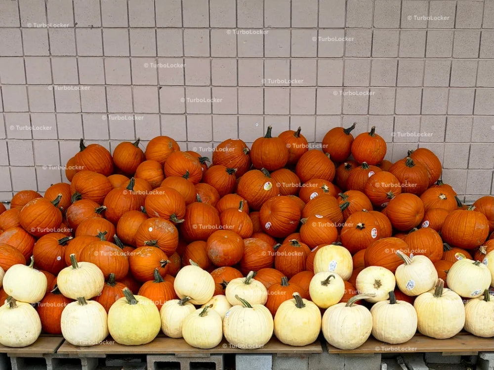 Pumpkins Ready For Sale