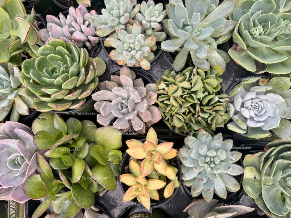 Succulent Plants