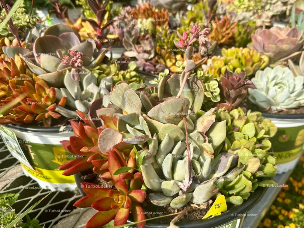 Succulents