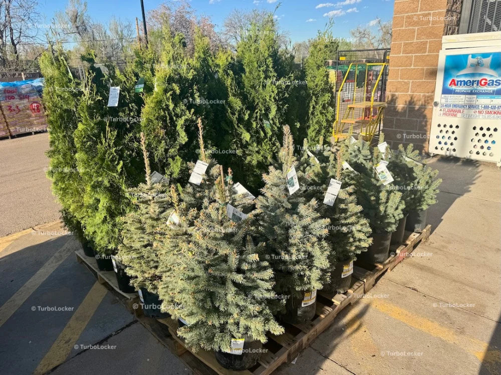 Trees For Sale On A Pallet