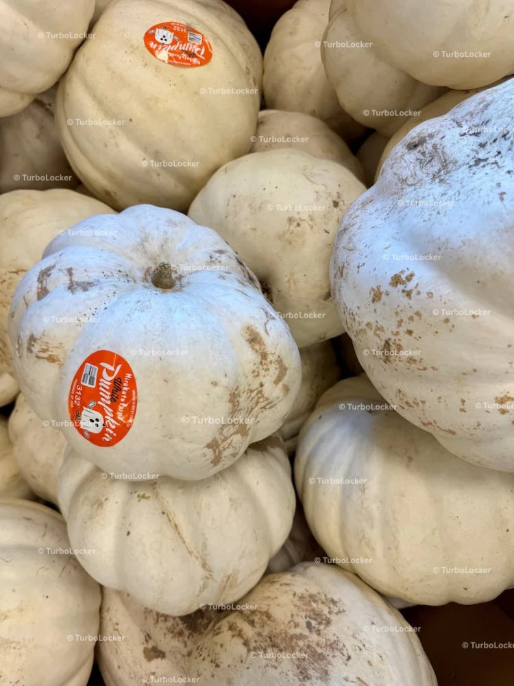 White Pumpkins In A Pallet